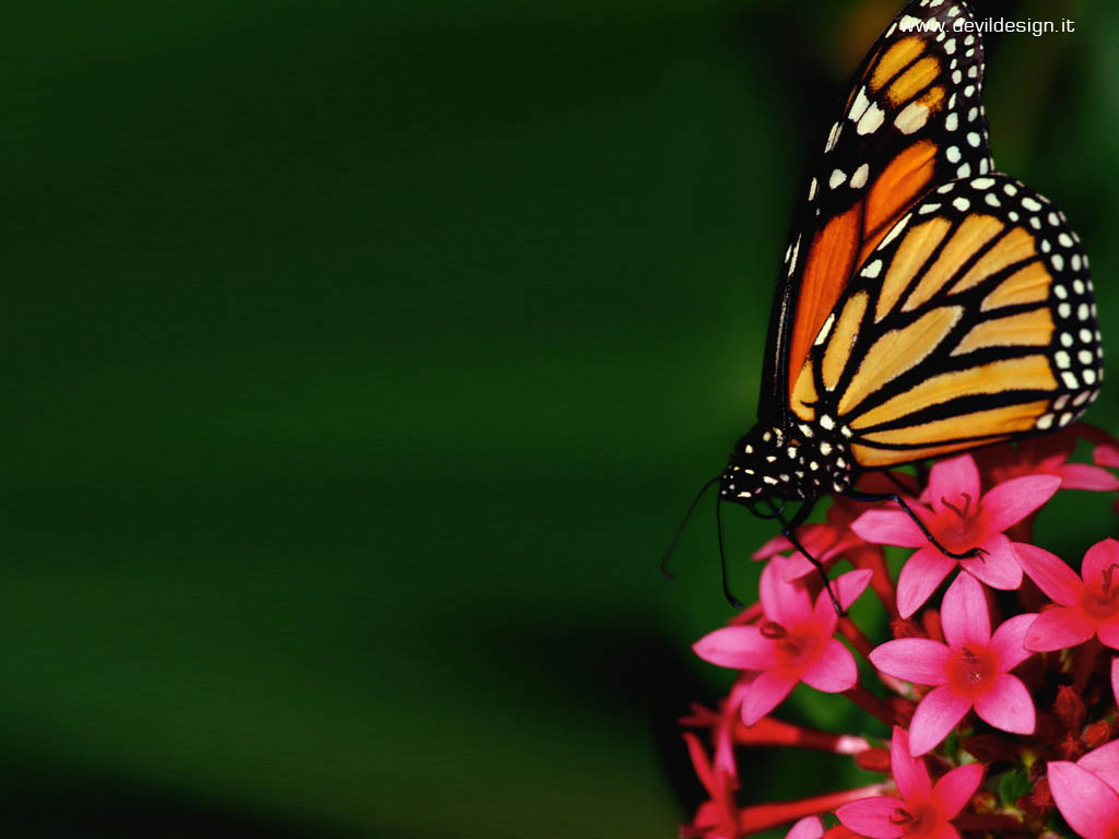 Natura 1 copia